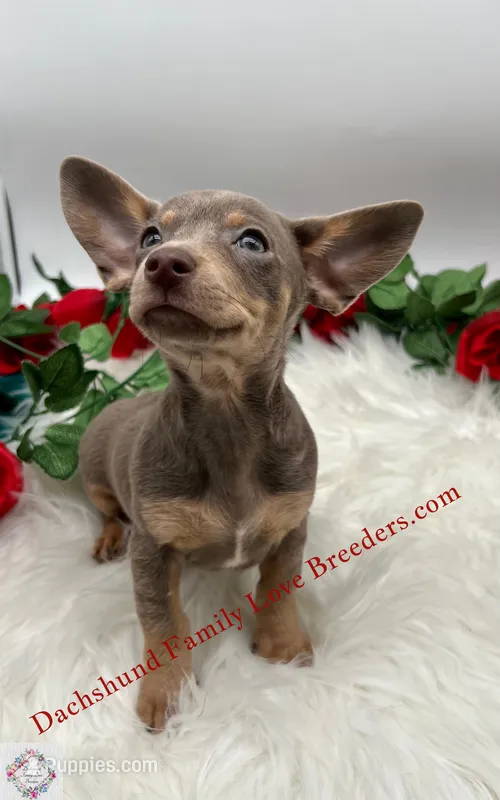 Beautiful boy – Chiweenie puppy for sale in Prescott, AZ