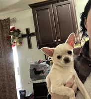 Gianni , a male Chihuahua for sale in Prescott, AZ – 4 of 6