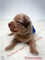 Charming, a male Miniature Dachshund and Chiweenie for sale in Prescott, AZ – 7 of 8