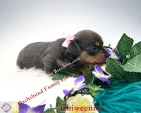Fancy, a female Miniature Dachshund and Chiweenie for sale in Prescott, AZ – 3 of 6