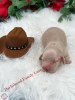 Polar Bear, a male Miniature Dachshund for sale in Prescott, AZ – 2 of 6