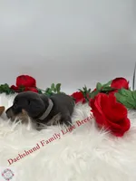 Romeo , a male Miniature Dachshund for sale in Prescott, AZ – 3 of 5