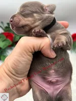 Jagger, a male Miniature Dachshund for sale in Prescott, AZ – 4 of 7