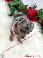 Athena, a female Miniature Dachshund and Chiweenie for sale in Prescott, AZ – 5 of 10