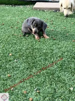Baby Bear, a male Chiweenie for sale in Prescott, AZ – 6 of 10