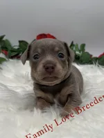 Beautiful boy, a male Miniature Dachshund for sale in Prescott, AZ – 3 of 6