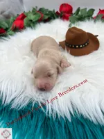 Polar Bear, a male Miniature Dachshund for sale in Prescott, AZ – 3 of 6