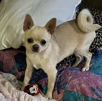 Gianni , a male Chihuahua for sale in Prescott, AZ – 3 of 6
