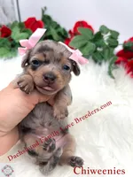 Athena, a female Miniature Dachshund and Chiweenie for sale in Prescott, AZ – 2 of 10