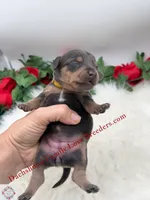 Blue Angel, a female Miniature Dachshund for sale in Prescott, AZ – 2 of 7