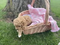 Queen Callie Ann, a female Goldendoodle and Poodle - Miniature  for sale in Williamson, NY – Photo 3 of 8