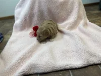 Queen Callie Ann, a female Goldendoodle and Poodle - Miniature  for sale in Williamson, NY – Photo 7 of 8