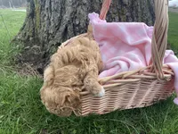 Queen Callie Ann, a female Goldendoodle and Poodle - Miniature  for sale in Williamson, NY – Photo 4 of 8
