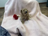 Queen Callie Ann, a female Goldendoodle and Poodle - Miniature  for sale in Williamson, NY – Photo 6 of 8