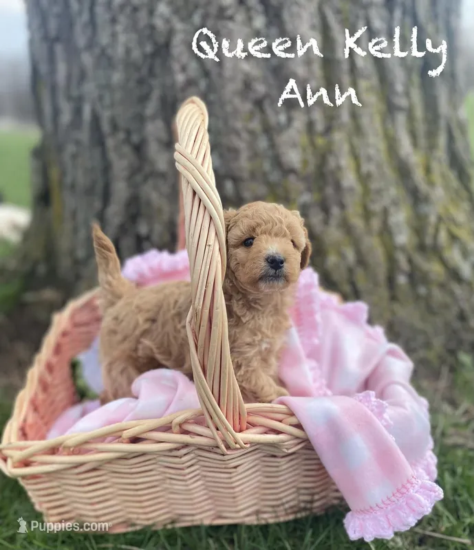 Queen Callie Ann – Goldendoodle, Poodle - Miniature  puppy for sale in Williamson, NY