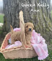 Queen Callie Ann, a female Goldendoodle and Poodle - Miniature  for sale in Williamson, NY – Photo 1 of 8