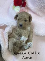 Queen Callie Ann, a female Goldendoodle and Poodle - Miniature  for sale in Williamson, NY – Photo 5 of 8