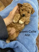 Queen Callie Ann, a female Goldendoodle and Poodle - Miniature  for sale in Williamson, NY – Photo 1 of 9