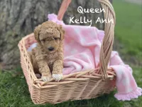 Queen Callie Ann, a female Goldendoodle and Poodle - Miniature  for sale in Williamson, NY – Photo 2 of 8
