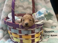 Queen Callie Ann, a female Goldendoodle and Poodle - Miniature  for sale in Williamson, NY – Photo 8 of 8