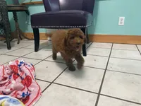 Paddy Ruby red , a male Poodle - Miniature  for sale in Williamson, NY – 6 of 8