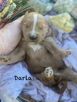 Darla larger mini , a female Goldendoodle and Golden Retriever for sale in Williamson, NY – 2 of 7