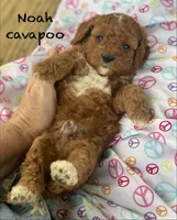 Noah , a male Cavapoo and Poodle - Miniature  for sale in Williamson, NY – 6 of 7