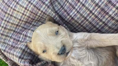 Sammy larger mini , a male Goldendoodle and Golden Retriever for sale in Williamson, NY – 7 of 7