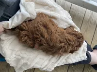 Paddy Ruby red , a male Poodle - Miniature  for sale in Williamson, NY – 7 of 8
