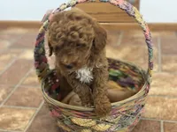Jack ! F1BB, a male Poodle - Miniature  and Miniature Goldendoodle for sale in Williamson, NY – 6 of 8