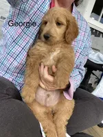 George f1B, a male Goldendoodle for sale in Williamson, NY – 6 of 7