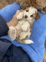 Mamma Rose Bella , a female Goldendoodle and Poodle - Miniature  for sale in Williamson, NY – Photo 7 of 7