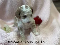 Mamma Rose Bella , a female Goldendoodle and Poodle - Miniature  for sale in Williamson, NY – Photo 4 of 5