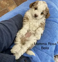 Mamma Rose Bella , a female Goldendoodle and Poodle - Miniature  for sale in Williamson, NY – Photo 1 of 7