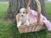 Mamma Rose Bella , a female Goldendoodle and Poodle - Miniature  for sale in Williamson, NY – Photo 2 of 5