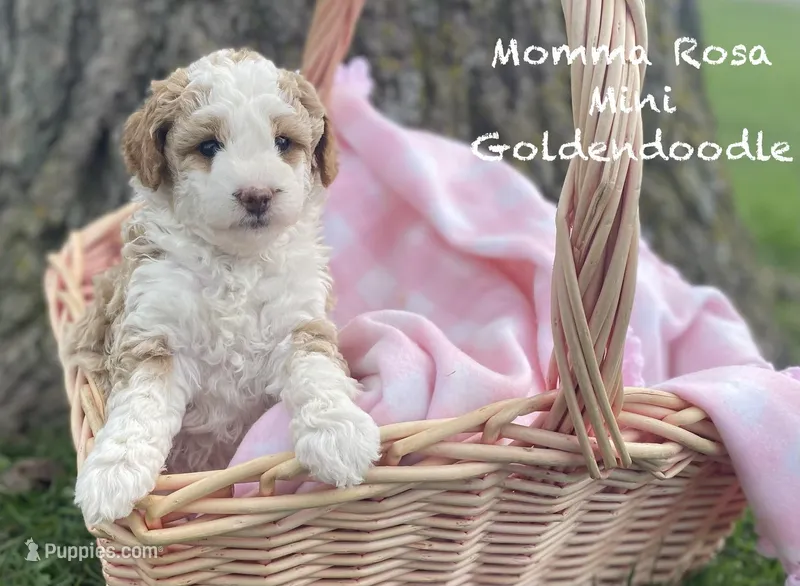 Mamma Rose Bella  – Goldendoodle, Poodle - Miniature  puppy for sale in Williamson, NY