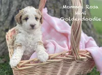 Mamma Rose Bella , a female Goldendoodle and Poodle - Miniature  for sale in Williamson, NY – Photo 1 of 5