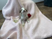 Mamma Rose Bella , a female Goldendoodle and Poodle - Miniature  for sale in Williamson, NY – Photo 5 of 5