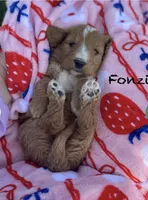 Fonzie , a female Goldendoodle for sale in Williamson, NY – 6 of 9
