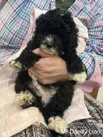 Dandy Lion , a male Goldendoodle and Poodle - Miniature  for sale in Williamson, NY – 4 of 10