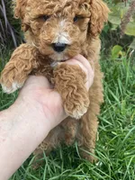Storm , a male Goldendoodle for sale in Williamson, NY – 5 of 6