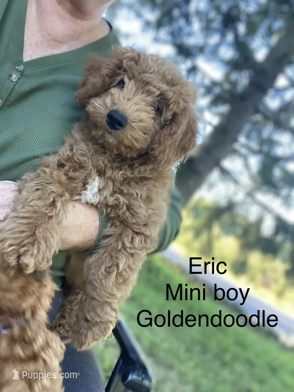 Erik F1BB mini – Miniature Goldendoodle puppy for sale in Williamson, NY