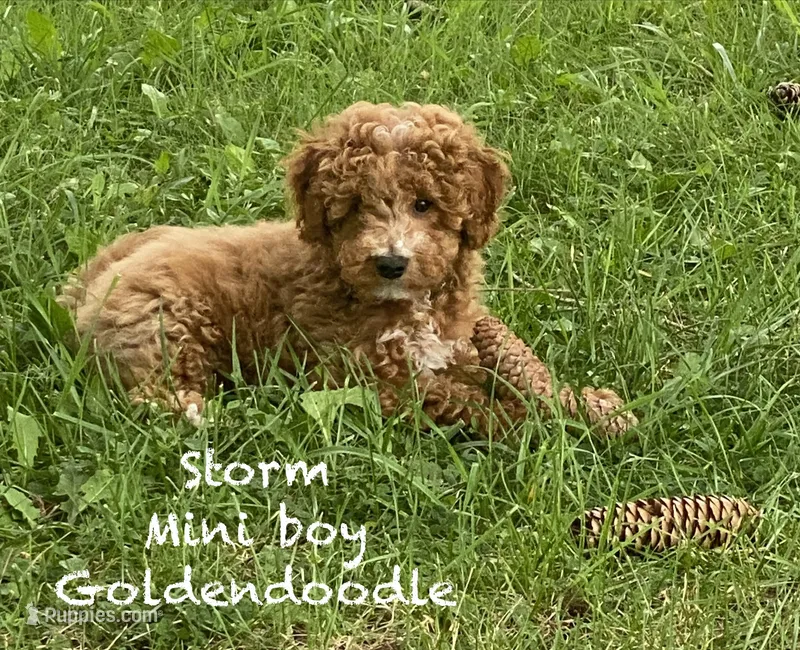 Storm  – Goldendoodle puppy for sale in Williamson, NY