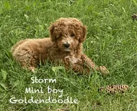 Storm , a male Goldendoodle for sale in Williamson, NY – 1 of 9
