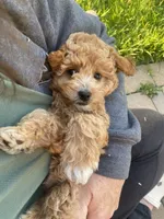 Queen Callie Ann, a female Goldendoodle and Poodle - Miniature  for sale in Williamson, NY – 2 of 10