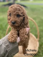 Michele , a female Cavapoo and Cavalier King Charles Spaniel for sale in Williamson, NY – 1 of 7