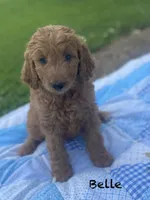 Belle f1B , a female Goldendoodle for sale in Williamson, NY – 3 of 8