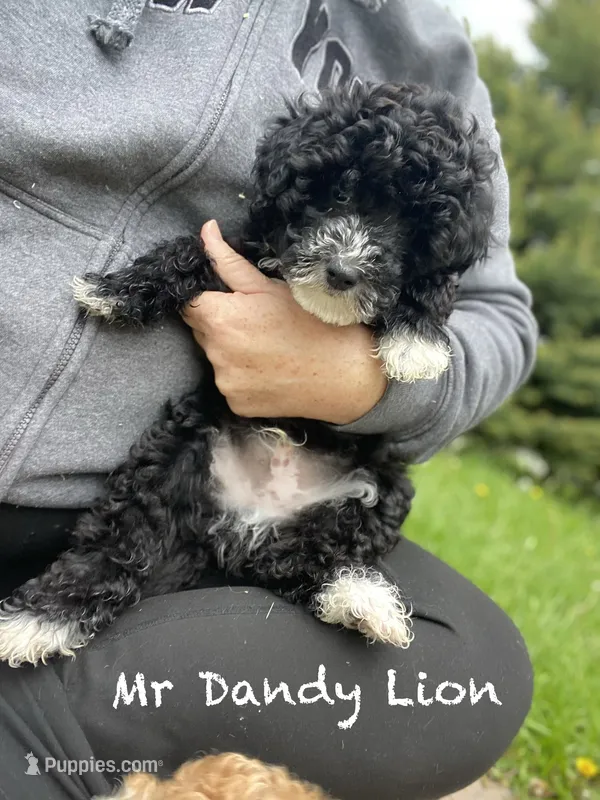 Dandy Lion  – Goldendoodle, Poodle - Miniature  puppy for sale in Williamson, NY