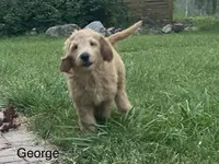 George f1B, a male Goldendoodle for sale in Williamson, NY – 2 of 7