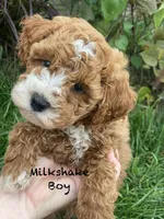 Milkshake , a male Goldendoodle for sale in Williamson, NY – 1 of 5